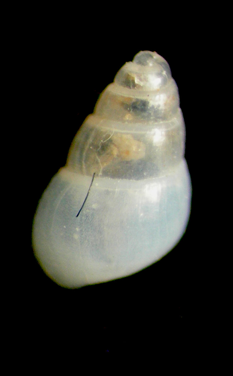 Odostomia lukisii